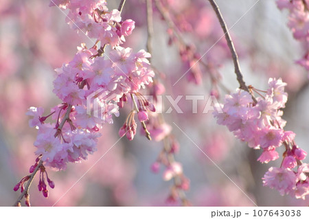 島根 三刀屋川河川敷 桜 島根 三刀屋川河川敷 桜 107643038