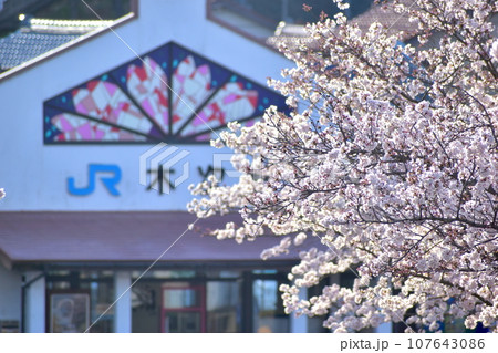 島根　斐伊川堤防桜並木　桜　桜並木 107643086