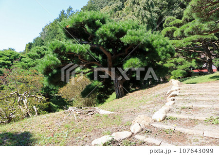 旧南部氏別邸庭園、残暑の風景 旧南部氏別邸庭園、残暑の風景 107643099