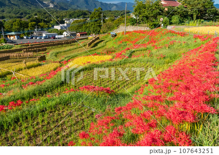 《埼玉県》秋の秩父・彼岸花満開の寺坂棚田 107643251