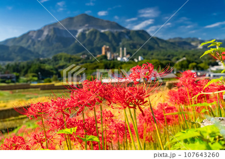 《埼玉県》秋の秩父・彼岸花満開の寺坂棚田 107643260