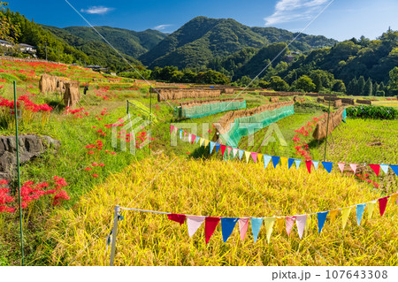 《埼玉県》秋の秩父・彼岸花満開の寺坂棚田 《埼玉県》秋の秩父・彼岸花満開の寺坂棚田 107643308