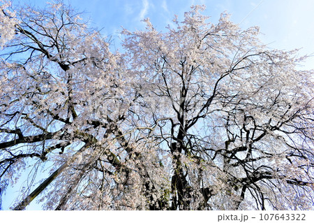 島根 段べの枝垂れ桜 枝垂桜 春 島根 段べの枝垂れ桜 枝垂桜 春 107643322