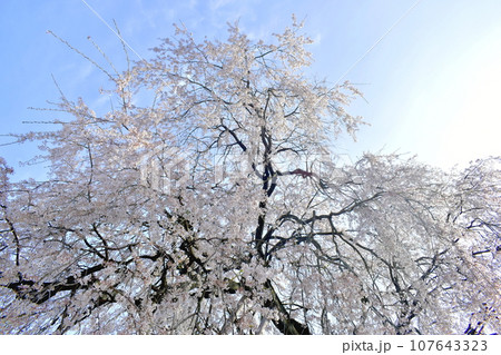 島根 段べの枝垂れ桜 枝垂桜 春 島根 段べの枝垂れ桜 枝垂桜 春 107643323