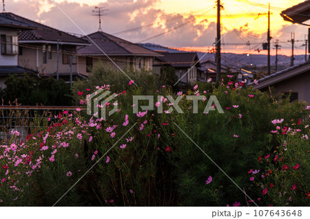 奈良市　秋の住宅街の夕焼け　花壇のコスモスの背景の家並と黄金色の空 107643648