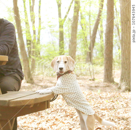 落葉する公園でお散歩休憩中のビーグル犬 107643945