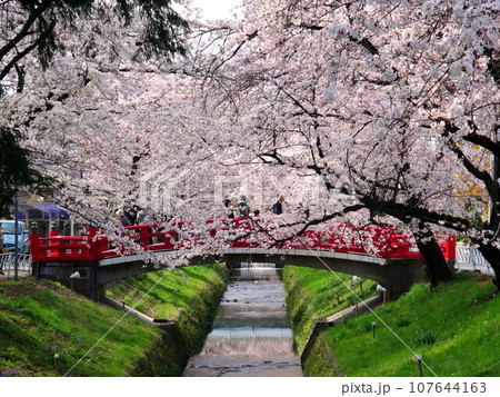 深谷駅、瀧宮神社付近 唐沢川の桜とやすくに橋 107644163