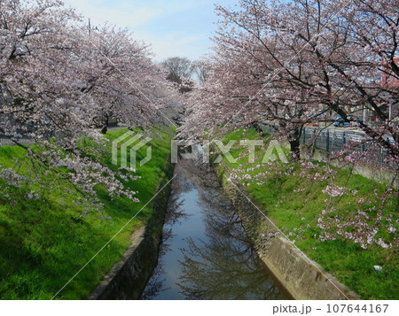 深谷駅、瀧宮神社付近 唐沢川の桜 深谷駅、瀧宮神社付近 唐沢川の桜 107644167