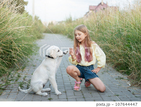 Puppy labrador retriever and little girl Puppy labrador retriever and little girl 107644447