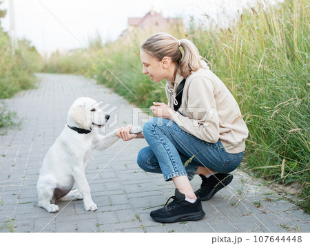Puppy labrador retriever and young girl Puppy labrador retriever and young girl 107644448