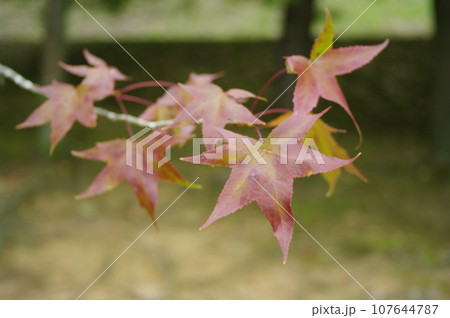 紅葉風景 紅葉風景 107644787