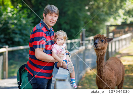 Adorable cute toddler girl and young father feeding lama and alpaca on a kids farm. Beautiful baby child petting animals in petting zoo. man and daughter together on family weekend vacations. 107644830