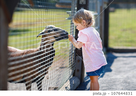 Adorable cute toddler girl feeding little goats and sheeps on a kids farm. Beautiful baby child petting animals in petting zoo. Excited and happy girl on family weekend. 107644831