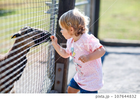 Adorable cute toddler girl feeding little goats and sheeps on a kids farm. Beautiful baby child petting animals in petting zoo. Excited and happy girl on family weekend. Adorable cute toddler girl feeding little goats and sheeps on a kids farm. Beautiful baby child petting animals in petting zoo. Excited and happy girl on family weekend. 107644832