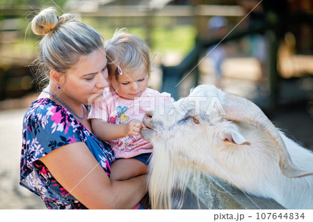 Adorable cute toddler girl and young mother feeding little goats and sheeps on kids farm. Beautiful baby child petting animals in petting zoo. Woman and daughter together on family weekend vacations 107644834