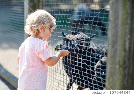 Adorable cute toddler girl feeding little goats and sheeps on a kids farm. Beautiful baby child petting animals in petting zoo. Excited and happy girl on family weekend. 107644844