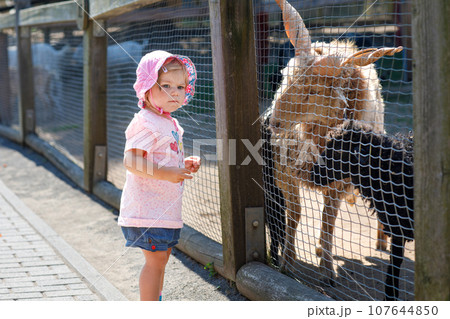 Adorable cute toddler girl feeding little goats and sheeps on a kids farm. Beautiful baby child petting animals in petting zoo. Excited and happy girl on family weekend. Adorable cute toddler girl feeding little goats and sheeps on a kids farm. Beautiful baby child petting animals in petting zoo. Excited and happy girl on family weekend. 107644850