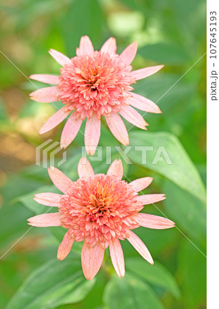 家の周りの草花 四季の色々 背の高い大きな花 オレンジ花びら エキナセア 家の周りの草花 四季の色々 背の高い大きな花 オレンジ花びら エキナセア 107645193