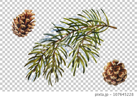 Watercolor Christmas set of fir branch and cones. Hand painted holiday elements with winter plants isolated on white background. Floral illustration for design, print, fabric or background. 107645228