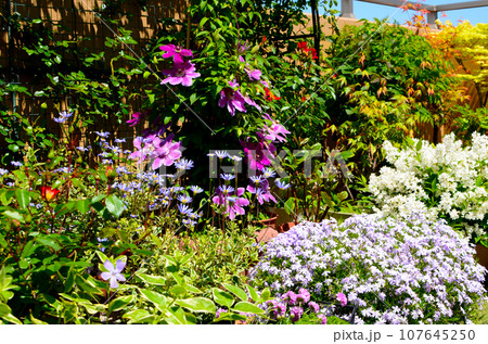 寄せ鉢で彩り豊かなフラワーガーデン 寄せ鉢で彩り豊かなフラワーガーデン 107645250