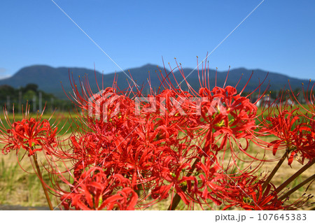 彼岸花と赤城山 107645383