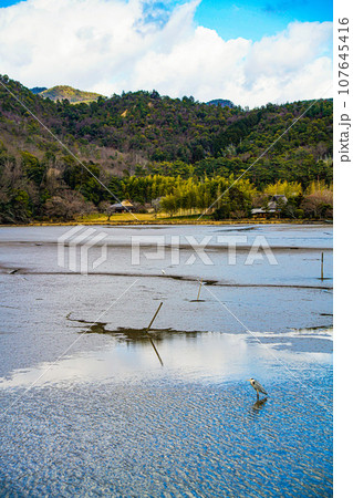 冬の広沢池 冬の広沢池 107645416