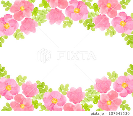 ハマナスの花の水彩フレームのイラスト素材 [107645530] - PIXTA