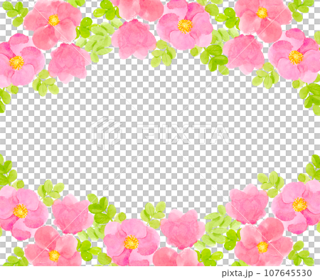 ハマナスの花の水彩フレームのイラスト素材 [107645530] - PIXTA