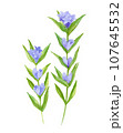 リンドウの花の水彩イラスト 107645532