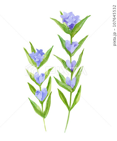 リンドウの花の水彩イラストのイラスト素材 [107645532] - PIXTA