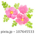 ハマナスの花の水彩イラスト 107645533