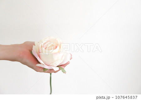 バラの花を持った手元 バラの花を持った手元 107645837