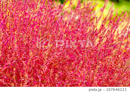 紅葉したコキア【全面・背景素材】 107646221