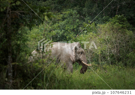 beautiful of male elephant with ivory in khaoyai national park ,khao yai is one of most important wildlife habitat in south east asia beautiful of male elephant with ivory in khaoyai national park ,khao yai is one of most important wildlife habitat in south east asia 107646231