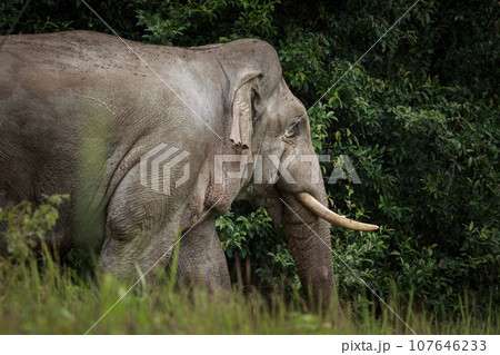 beautiful of male elephant with ivory in khaoyai national park ,khao yai is one of most important wildlife habitat in south east asia 107646233