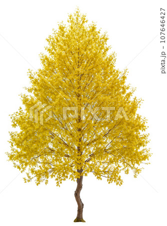 背景透過 紅葉した樹木 AI画像 背景透過 紅葉した樹木 AI画像 107646427