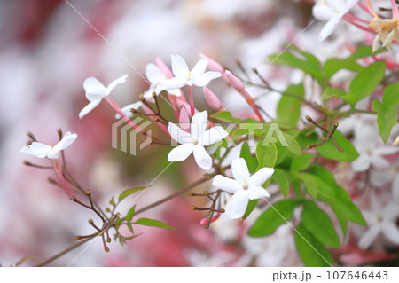 羽衣ジャスミン（ハゴロモジャスミン）の花 107646443