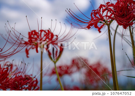 【秋素材】畦道の彼岸花【長野県】 107647052