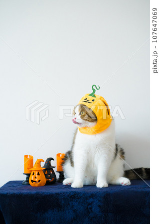 close up scottish cat with wearing pumpkin halloween concept 107647069