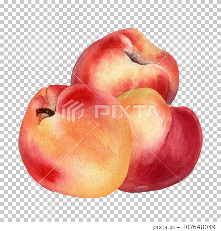Watercolor illustration with nectarines and peach isolated on white background. Whole ripe fruits painting. Apricot hand drawn. Design element for package, label, kitchen, skin care cosmetic, juice 107648039