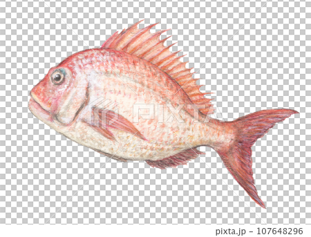 鯛, 水彩, 魚, 描かれた ペンと水彩色鉛筆で描く簡単な鯛の絵の描き方 - YouTube