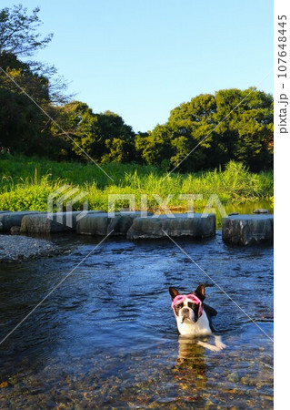 ゴーグルを付けて都幾川の浅瀬で涼むボストンテリアのマイティ君♡ 107648445