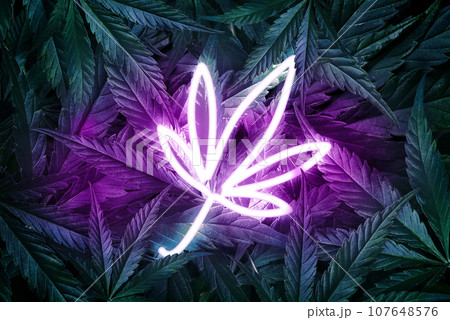 Neon marijuana leaf against a background of green cannabis leaves with purple backlight. Concept of cultivation, hemp plantation Neon marijuana leaf against a background of green cannabis leaves with purple backlight. Concept of cultivation, hemp plantation 107648576