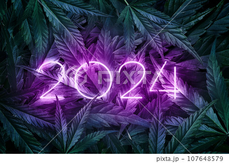 Inscription 2024 in neon on a green background of marijuana leaves. Purple New Year numbers on a backdrop made of natural cannabis. New Year banner for CBD Inscription 2024 in neon on a green background of marijuana leaves. Purple New Year numbers on a backdrop made of natural cannabis. New Year banner for CBD 107648579