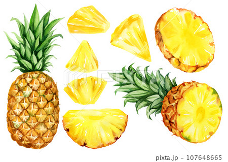 watercolor hand drawn illustration, set of pineapple with half and slices ripe pineapple, triangular pieces of pineapple, sketch of tropical fruit, food illustration isolated on watercolor background 107648665