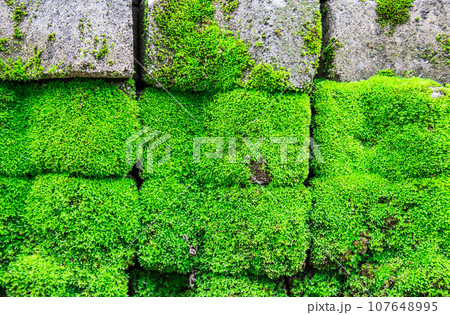 Mossy brick floor for background 107648995