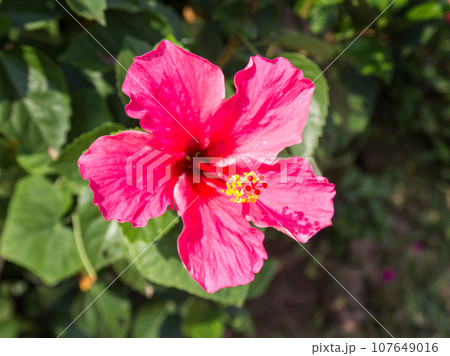 Hibiscus Flower or Chinese Rose, Shoe Flower. Shallow focus Hibiscus Flower or Chinese Rose, Shoe Flower. Shallow focus 107649016