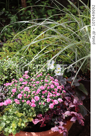 マムの寄せ植えとススキ マムの寄せ植えとススキ 107649092