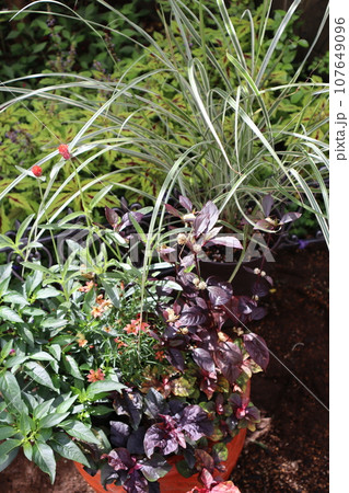 秋の花寄せ植えとススキ 107649096