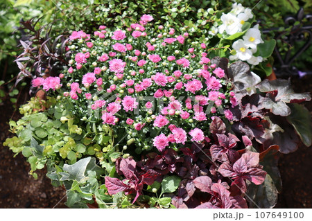 マムとカラーリーフの寄せ植え マムとカラーリーフの寄せ植え 107649100
